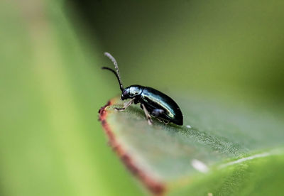 Close-up of insect on leaf