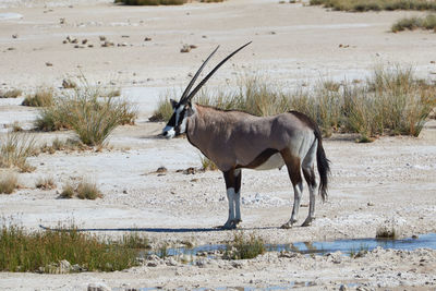 Oryx standing in the etosha pan