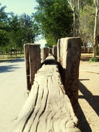 Close-up of tree trunk