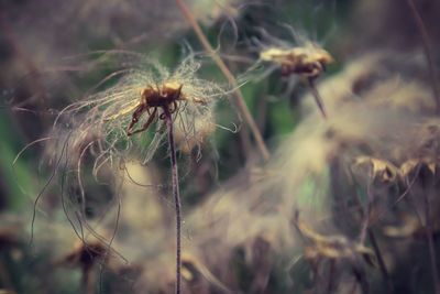 Close-up of wilted flower plant