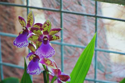 Close-up of purple flowering plant in flower pot