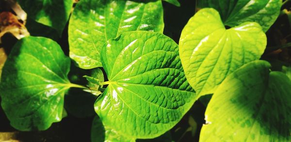 Close-up of green leaves