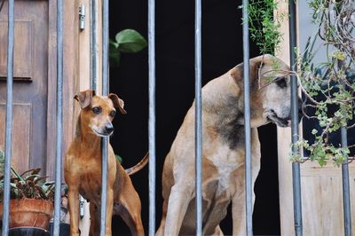 Dogs on guard, and balcony scene 