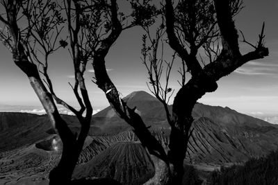 Bare tree against mountain range against sky