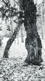 Trees on field in forest