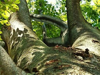 Close-up of lizard on tree