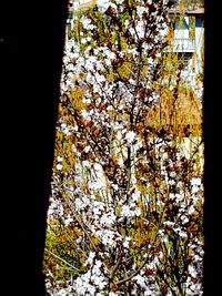 Close-up of flowering plants against trees