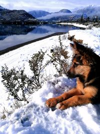 Dog on snow by lake against sky