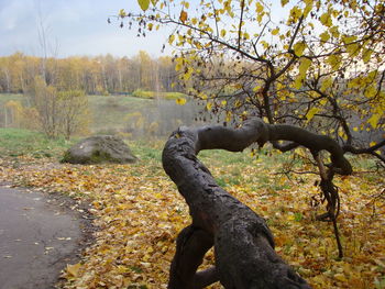 Tree in forest during autumn