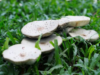 Close-up of mushroom growing on field