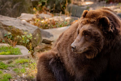 Close-up of a bear