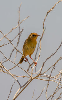 Bird perching on branch