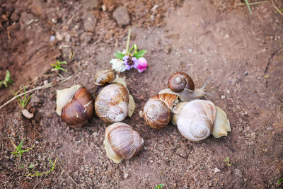 High angle view of snail on land