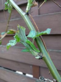 Close-up of potted plant