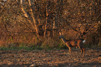 Side view of deer standing in forest