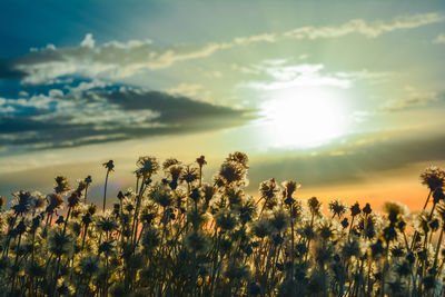 Plants growing on field against sky during sunset