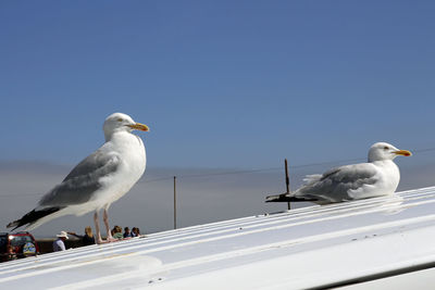 Two gulls on the roof of a car, st ives, cornwall, uk