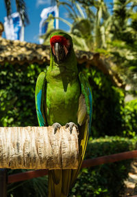 Close-up of parrot perching on tree