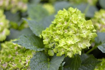 Close-up of green flowering plant