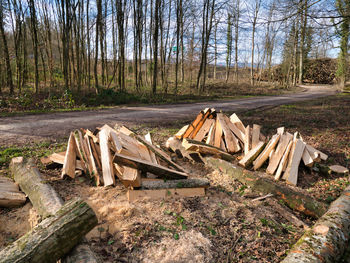 Stack of logs in forest