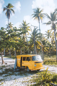 Yellow van with opened door parked near abundance of exotic tall palm trees on sunny summer day in tropical country