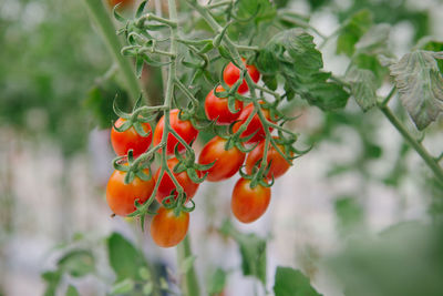 Close-up of red berries growing on plant