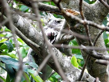 Close-up of birds perching on tree