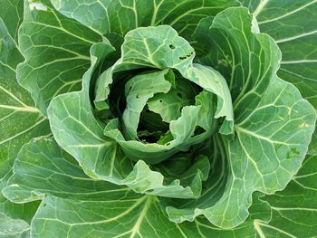 High angle view of green leaves on plant