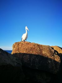 Lone pelican perched on rock. 