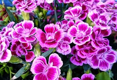 Close-up of pink flowers