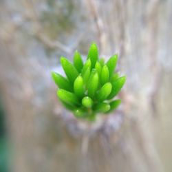 growth