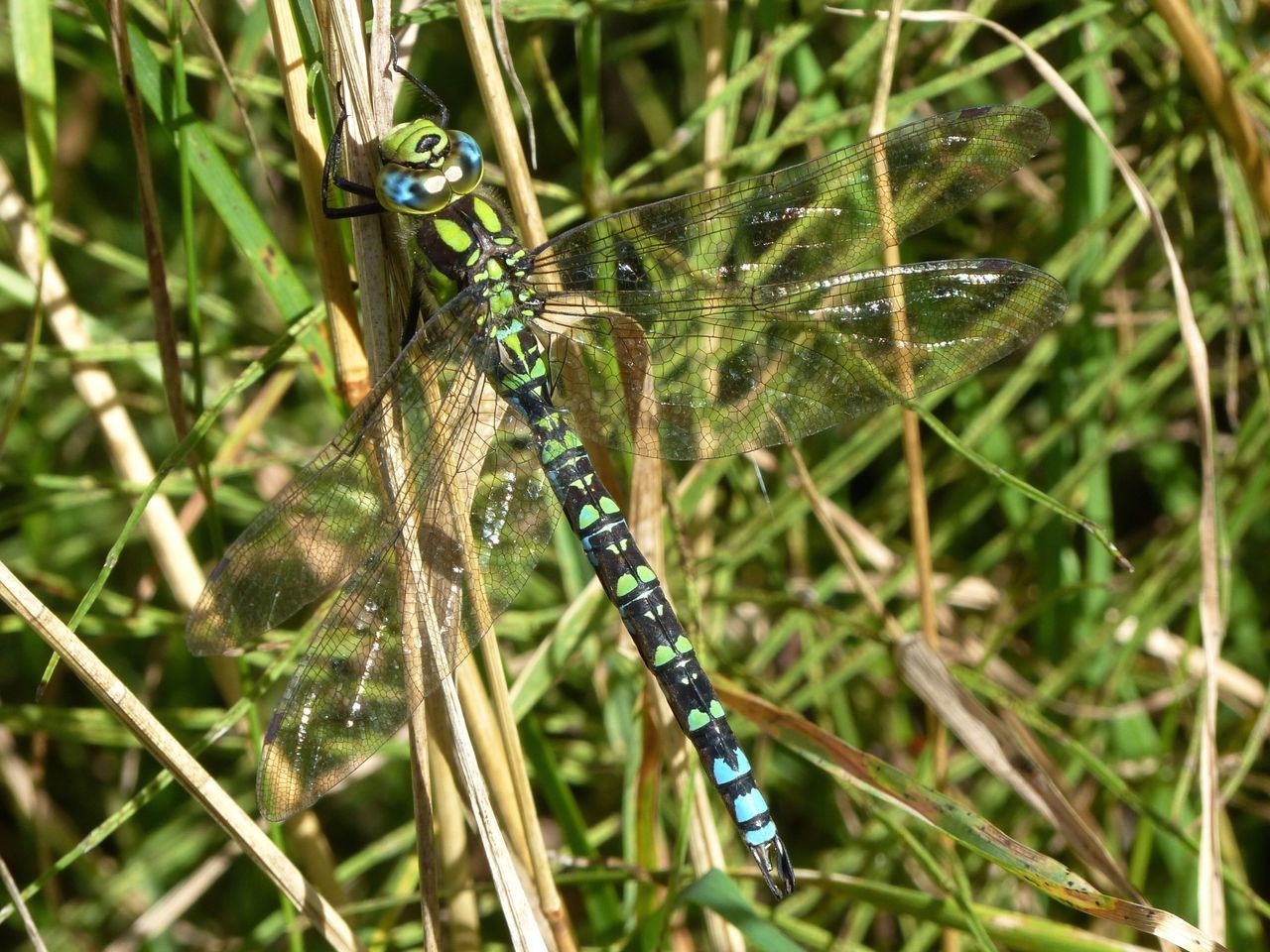 DRAGONFLY ON LEAF