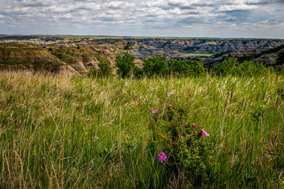 Scenic view of flowering plants on land against sky