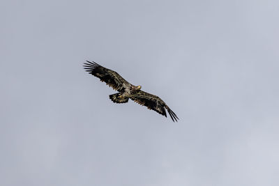 Low angle view of bird flying against sky