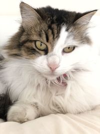 Close-up portrait of a cat