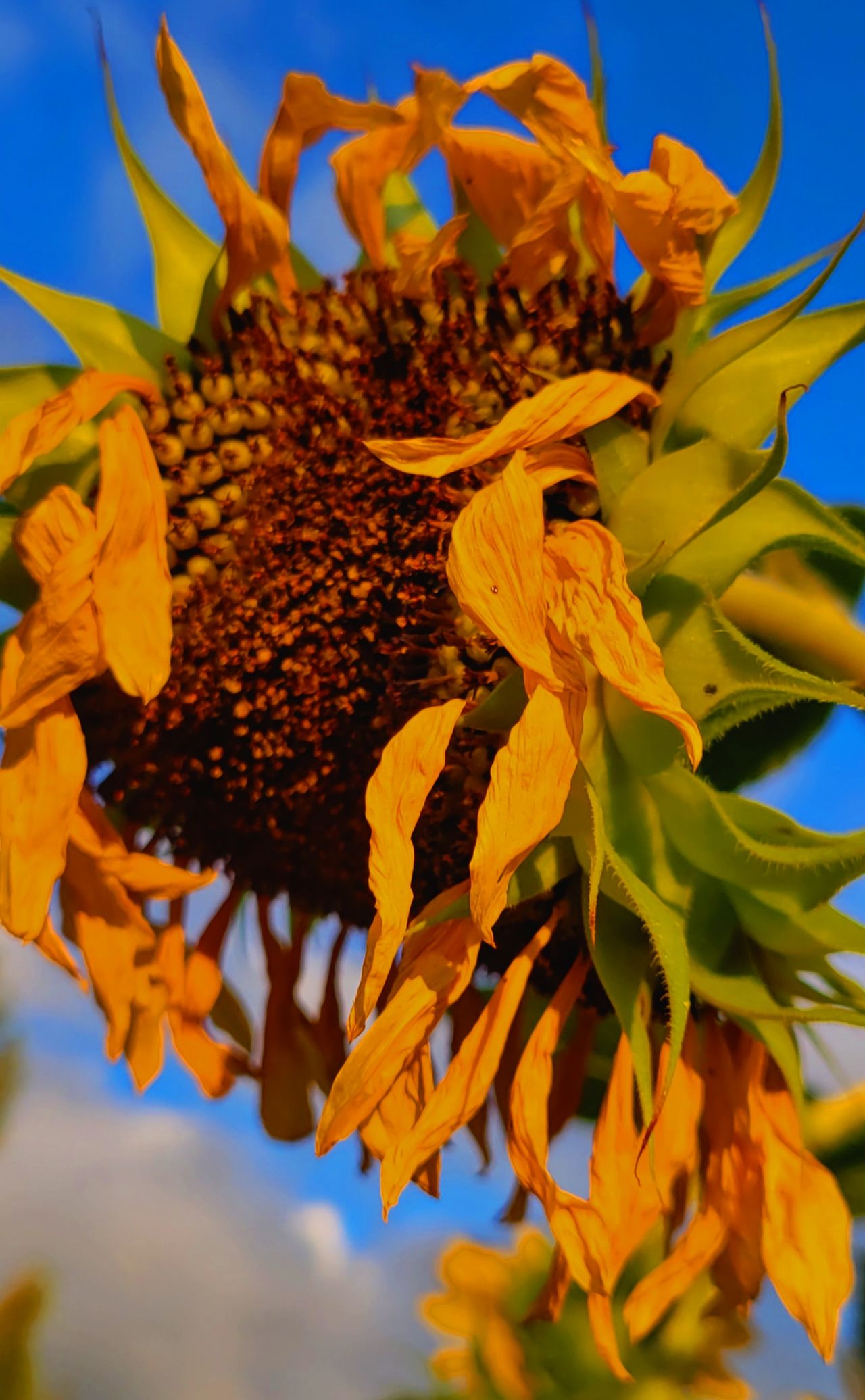 Yellow petals