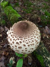 Close-up of mushroom growing on field