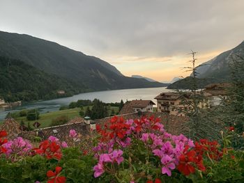 Scenic view of flowering plants by mountains against sky during sunset