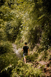 Rear view of man walking in forest