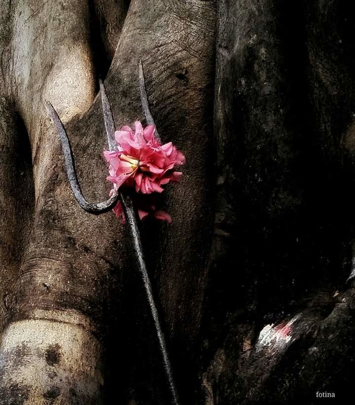 flower, pink color, growth, nature, tree trunk, petal, beauty in nature, outdoors, fragility, day, close-up, plant, no people, part of, blossom, botany, tranquility, selective focus