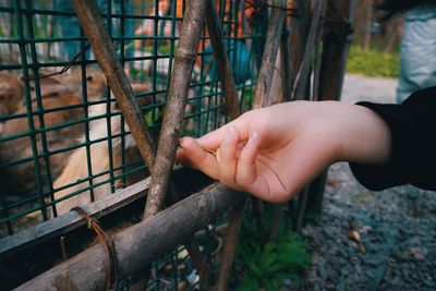 Cropped hand of woman feeding rabbit in cage