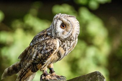 Close-up portrait of owl