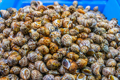 Freshly caught sea snails or shellfish for sale on a street market