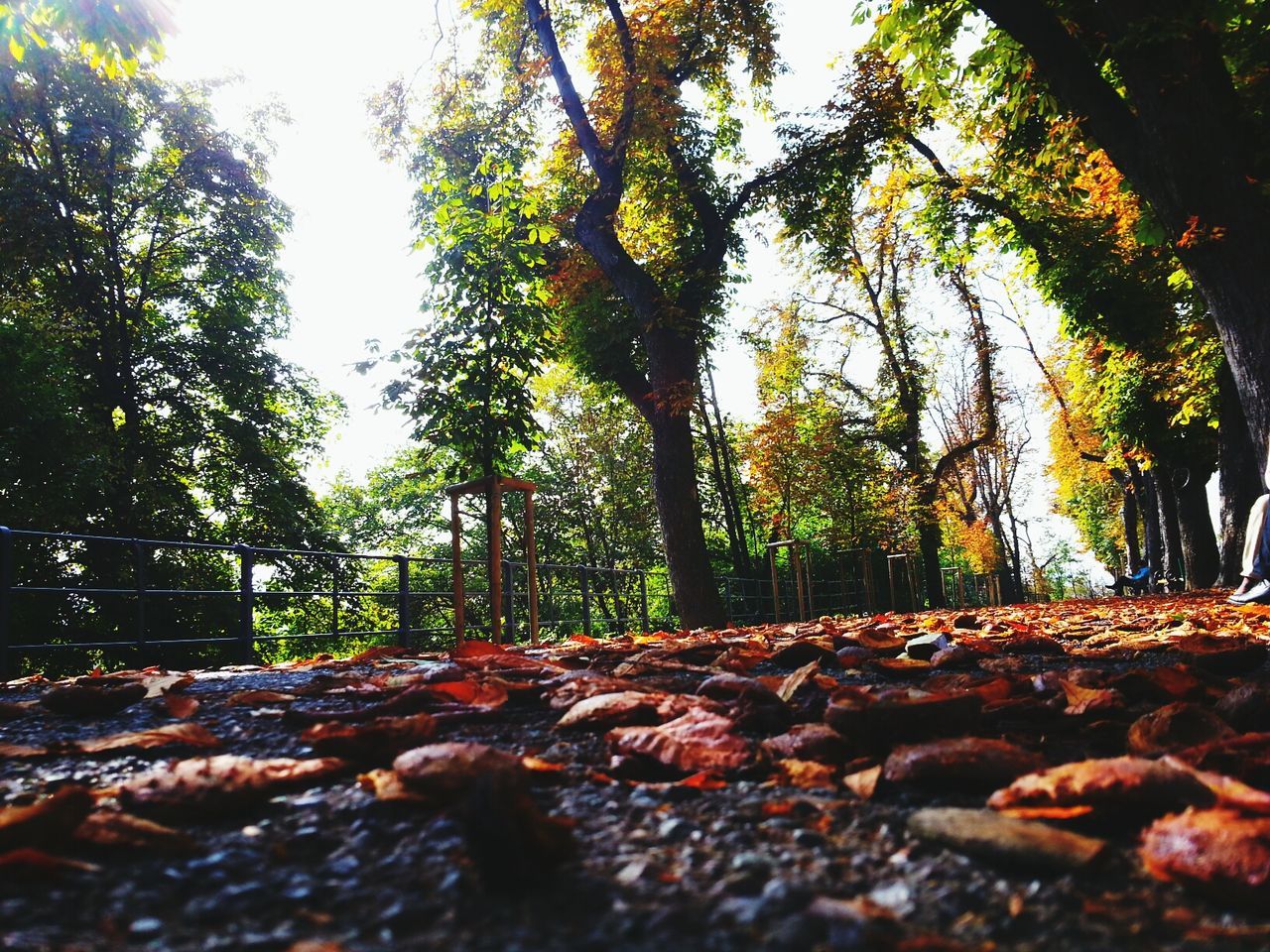 tree, tranquility, nature, forest, growth, leaf, surface level, tranquil scene, clear sky, rock - object, day, beauty in nature, sunlight, tree trunk, low angle view, scenics, autumn, outdoors, no people, non-urban scene