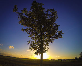 Silhouette of tree on field