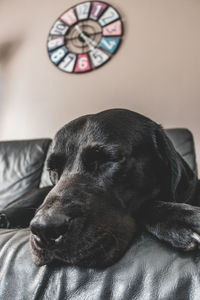 Close-up of dog sleeping on bed