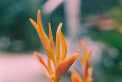 Close-up of orange flower