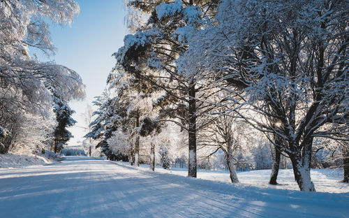 Trees on snow covered field