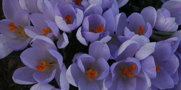 Close-up of flowers