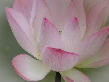 Close-up of pink lily
